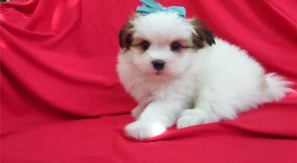 shih tzu cuccioli mini taglia