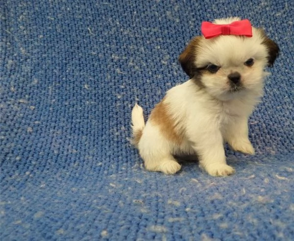shih tzu cuccioli mini taglia | Foto 0