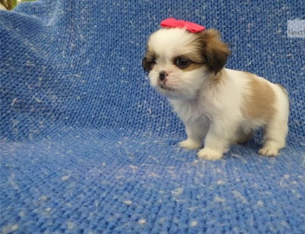 meravigliosi cuccioli shihtzu