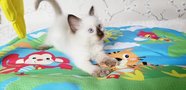 sacro di birmania con pedigree internazionale | Foto 2