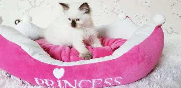 sacro di birmania con pedigree internazionale | Foto 1