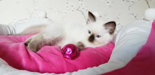 sacro di birmania con pedigree internazionale | Foto 0