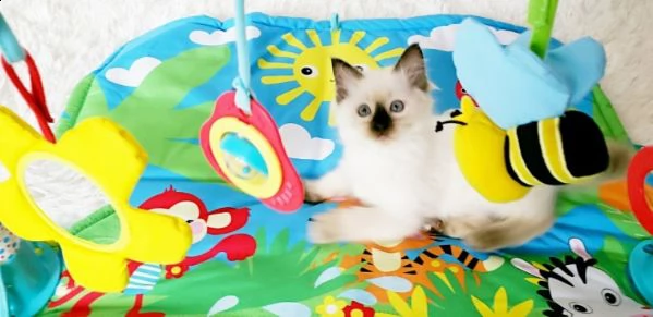 sacro di birmania con pedigree internazionale