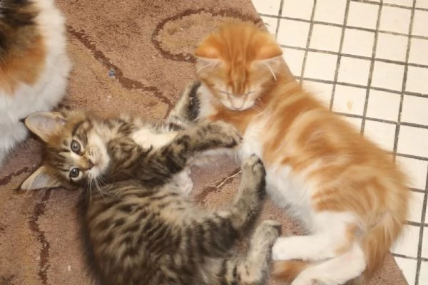 cucciolata maine coonmaine coon