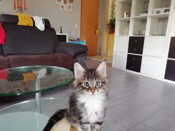 cuccioli gatto norvegese delle foreste