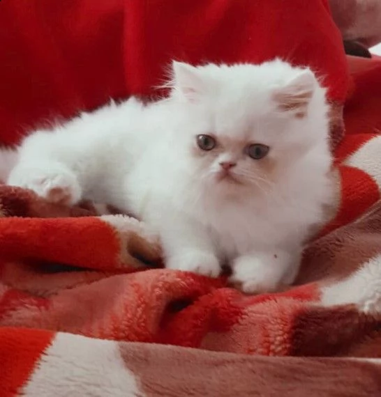 persiano cuccioli gattini