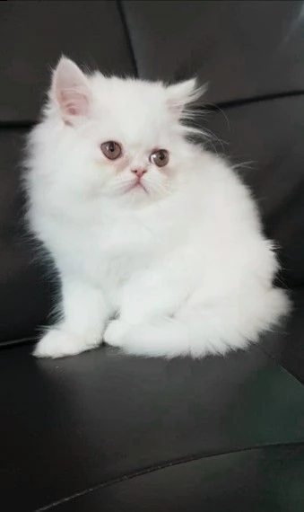 persiano cuccioli gattini | Foto 0