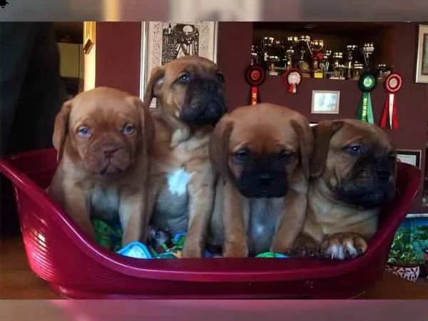 regalo cuccioli di dogue de bordeaux