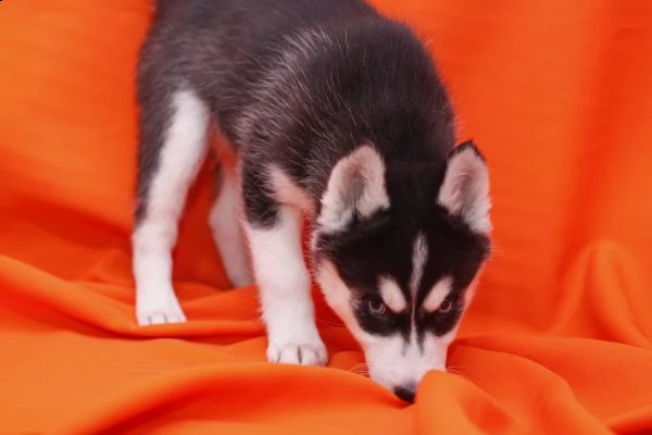 disponibili cuccioli di husky siberiano