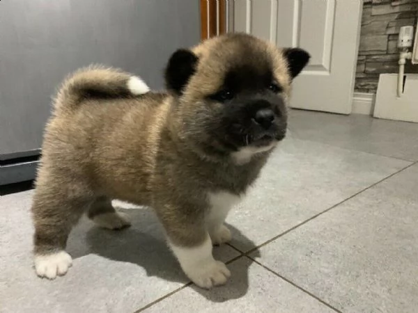 regalo akita inu
