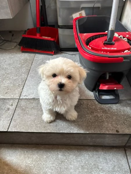 Cuccioli maltesi | Foto 3