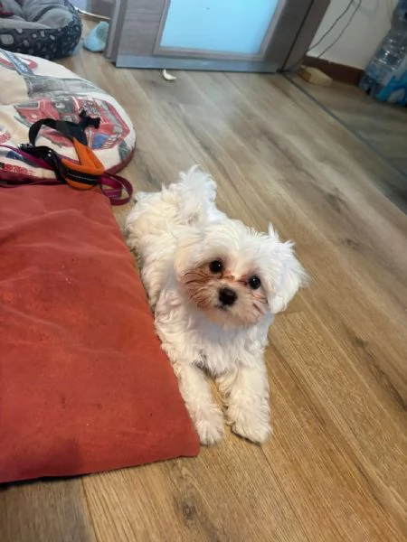 Cuccioli maltesi | Foto 2