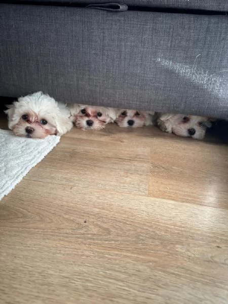 Cuccioli maltesi | Foto 1
