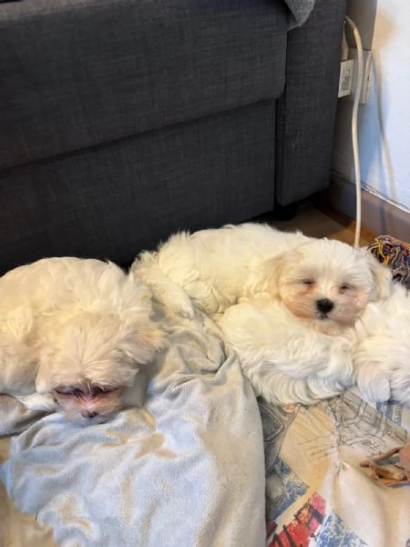 Cuccioli maltesi | Foto 0