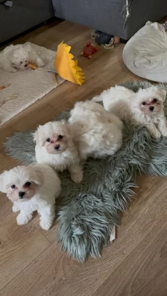 Cuccioli maltesi