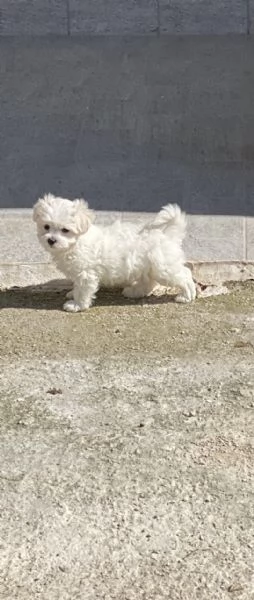 Cucciola maltese | Foto 3