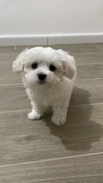 Cucciola maltese | Foto 0