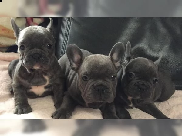 amichevole bulldog francese pronto ora (maschi e femmine) due