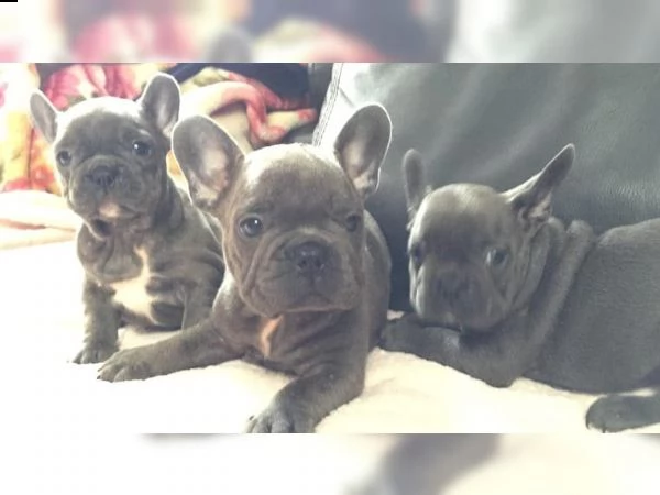 amichevole bulldog francese pronto ora (maschi e femmine) due | Foto 0