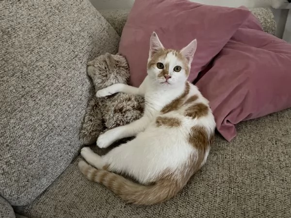 gattina bianca e arancio | Foto 1