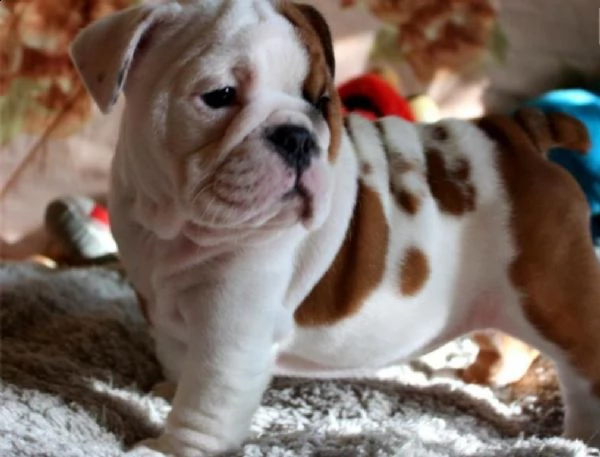 cuccioli bulldog inglesi | Foto 0