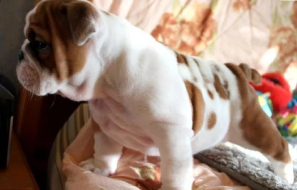 cuccioli bulldog inglesi