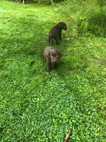 bellissimi cuccioli labrador chocolate | Foto 1