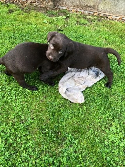 bellissimi cuccioli labrador chocolate