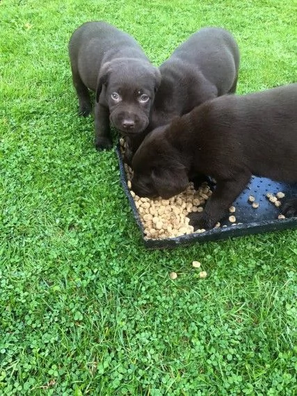 bellissimi cuccioli labrador chocolate | Foto 0
