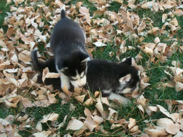 cuccioli di husky siberiano con garanzia salute