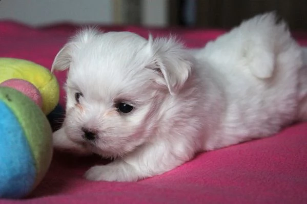 maltese mini mini toy buonissimo 