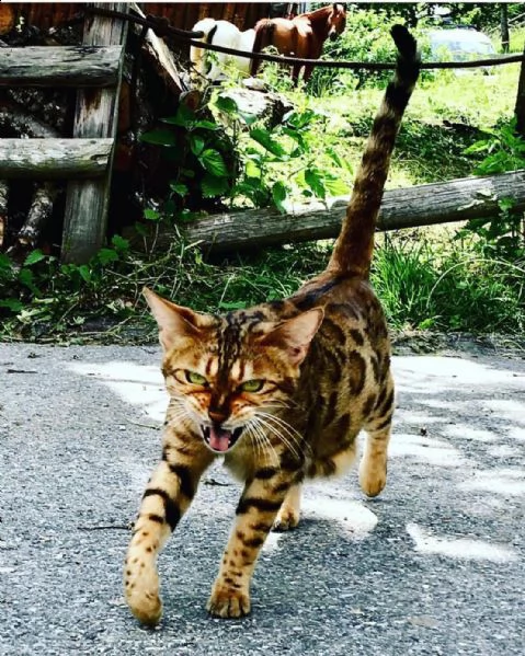 gatti bengala cuccioli | Foto 0