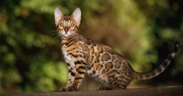 gatti bengala cuccioli