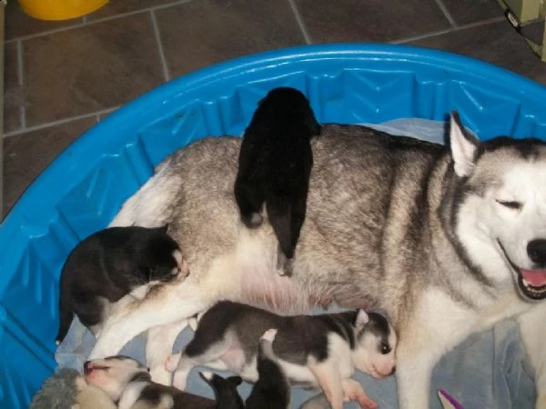 cuccioli di husky siberiano con pedigree