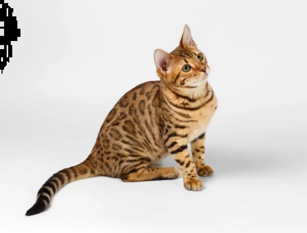 cuccioli bengala | Foto 0