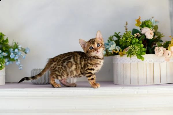 vendita gattino bengala