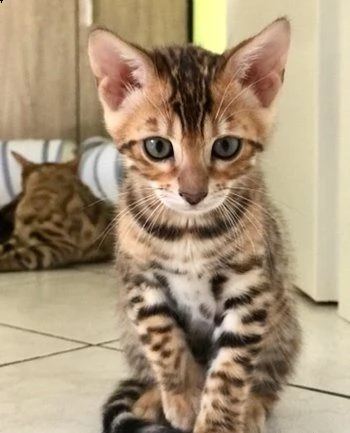 gatti bengala cuccioli | Foto 0