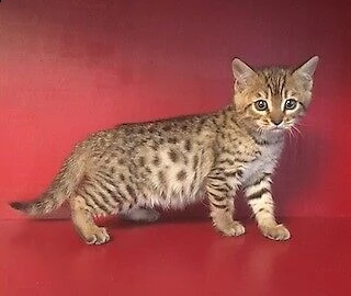 gatti bengala cuccioli