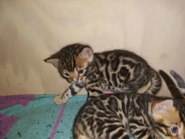 gatto bengala | Foto 1