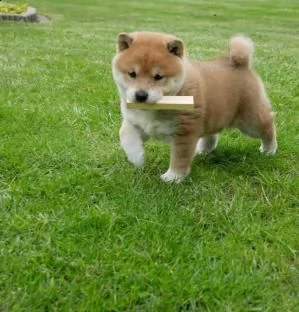  shiba inu kuccioli bianco arancio 