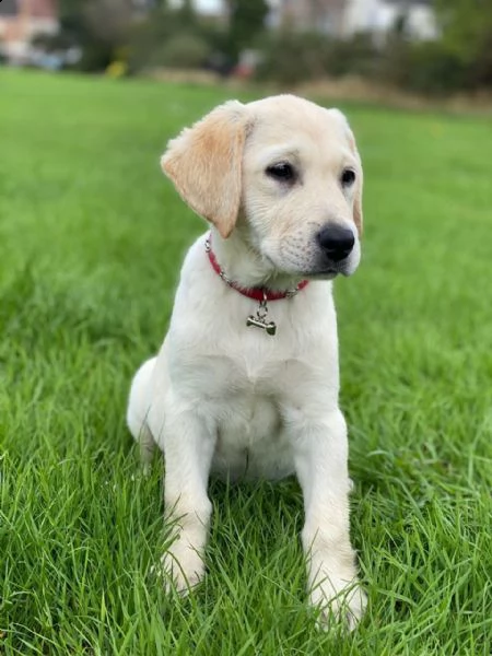 labrador retriever cuccioli | Foto 0