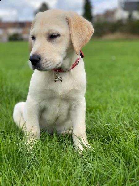 labrador retriever cuccioli
