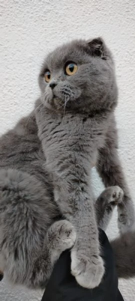 Scottish Fold | Foto 3