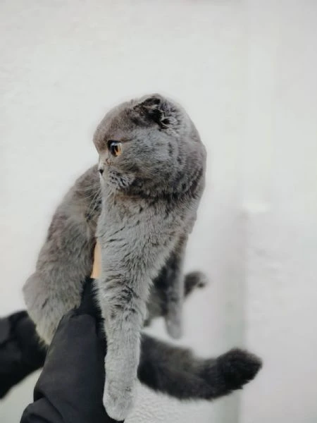 Scottish Fold | Foto 2