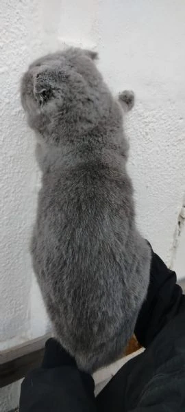 Scottish Fold | Foto 1