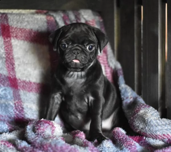 stupendi cuccioli di carlino | Foto 1