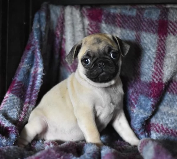 stupendi cuccioli di carlino | Foto 0