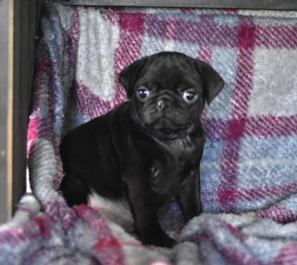 stupendi cuccioli di carlino