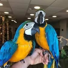 coppia di pappagalli ara in vendita