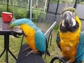 coppia di pappagalli ara in vendita | Foto 0